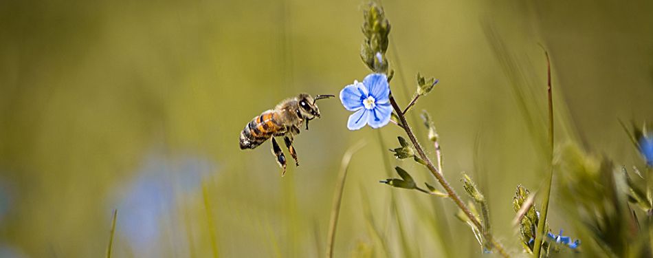 Wilde bijen in nood